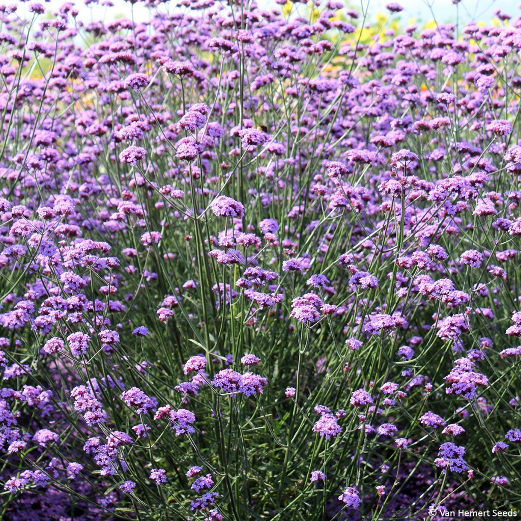 Verbena bonariensis Vanity em sementes