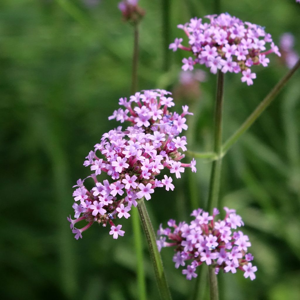 Verbena bonariensis Vanity em sementes