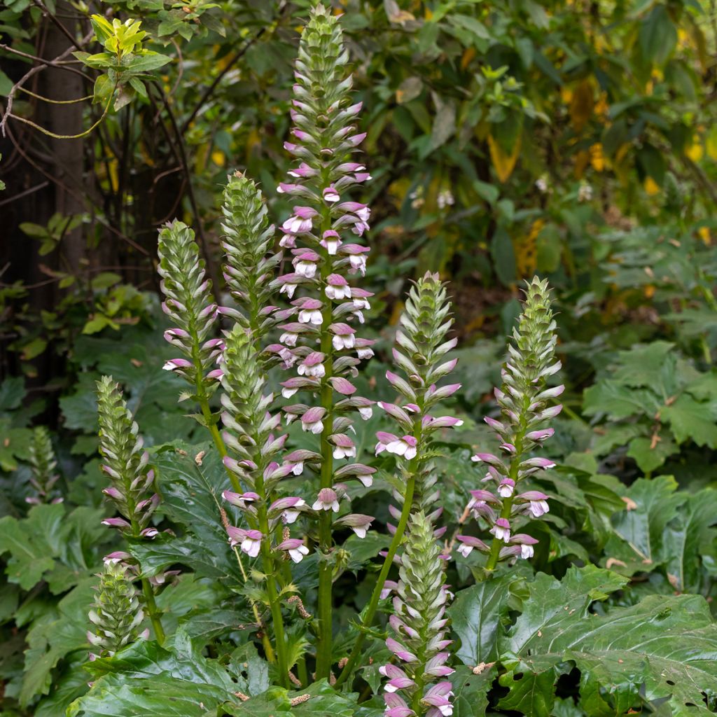 Acanthus mollis em sementes