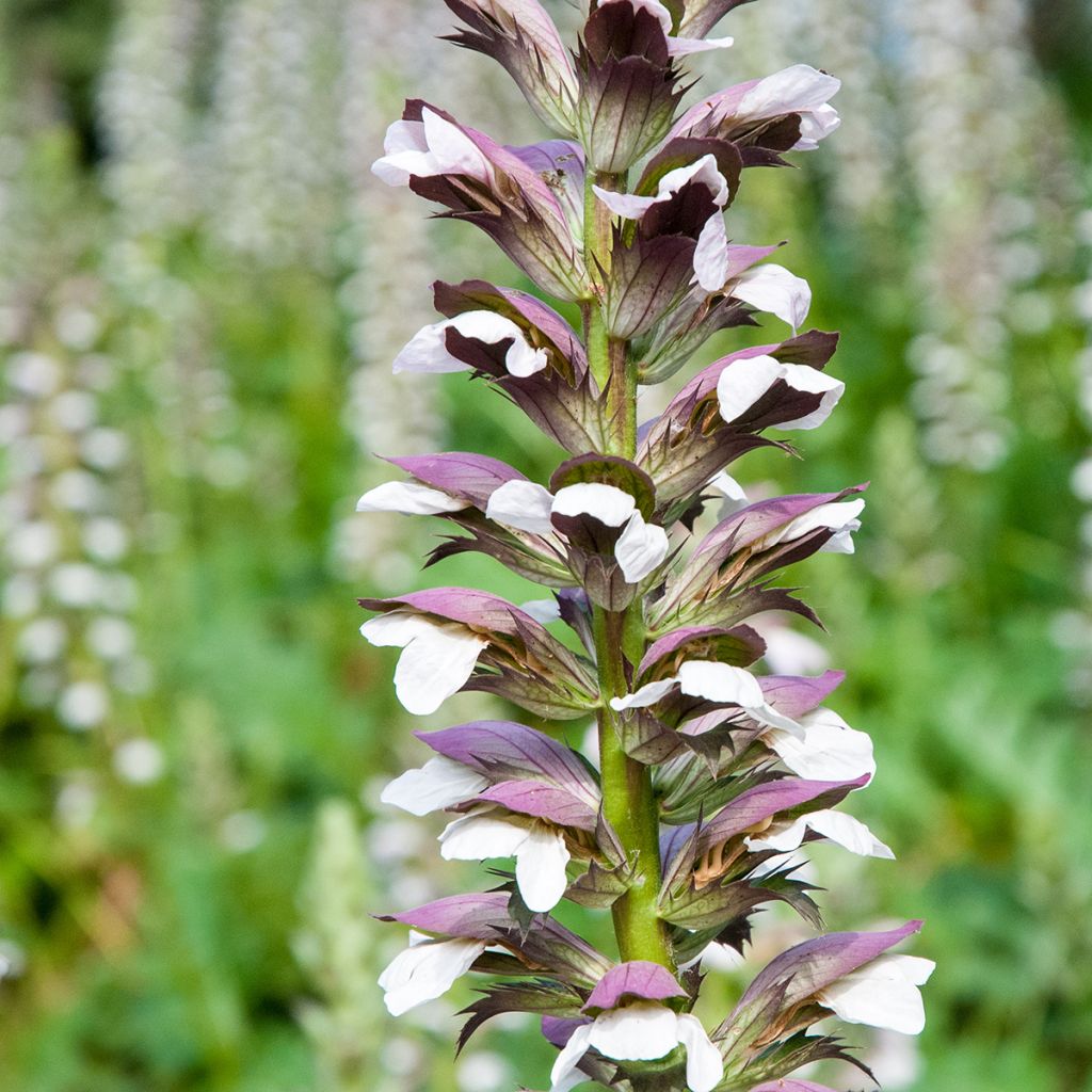 Acanthus mollis em sementes