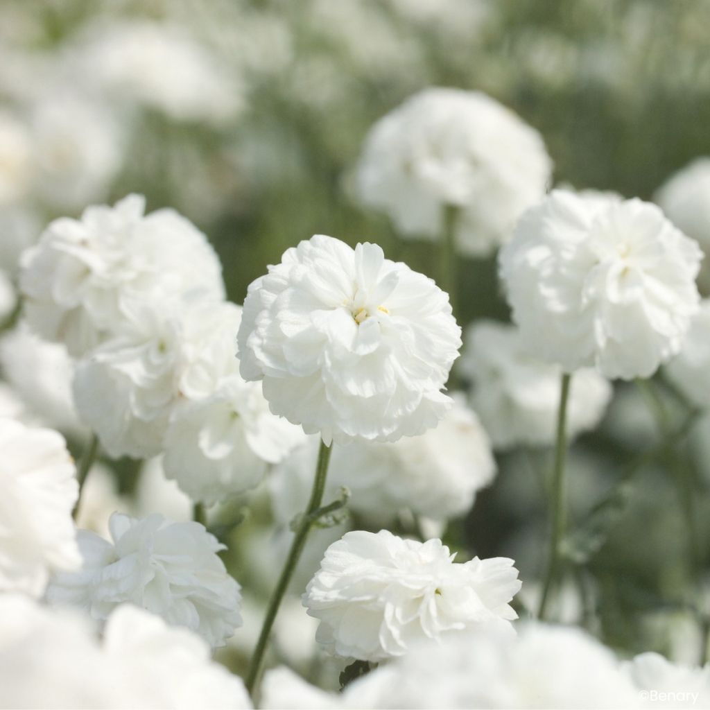 Achillea ptarmica Marshmallow em sementes - Milefólio