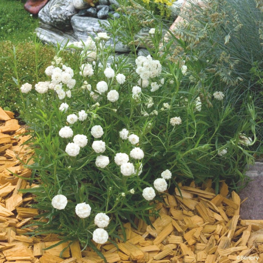 Achillea ptarmica Marshmallow em sementes - Milefólio