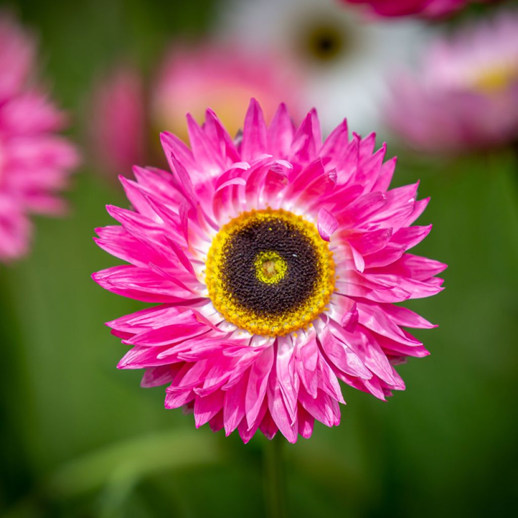 Rhodanthe chlorocephala subsp. rosea Pierrot Vermelho em sementes