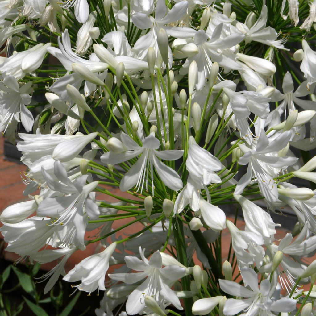 Agapanthus umbellatus White Umbrella em sementes