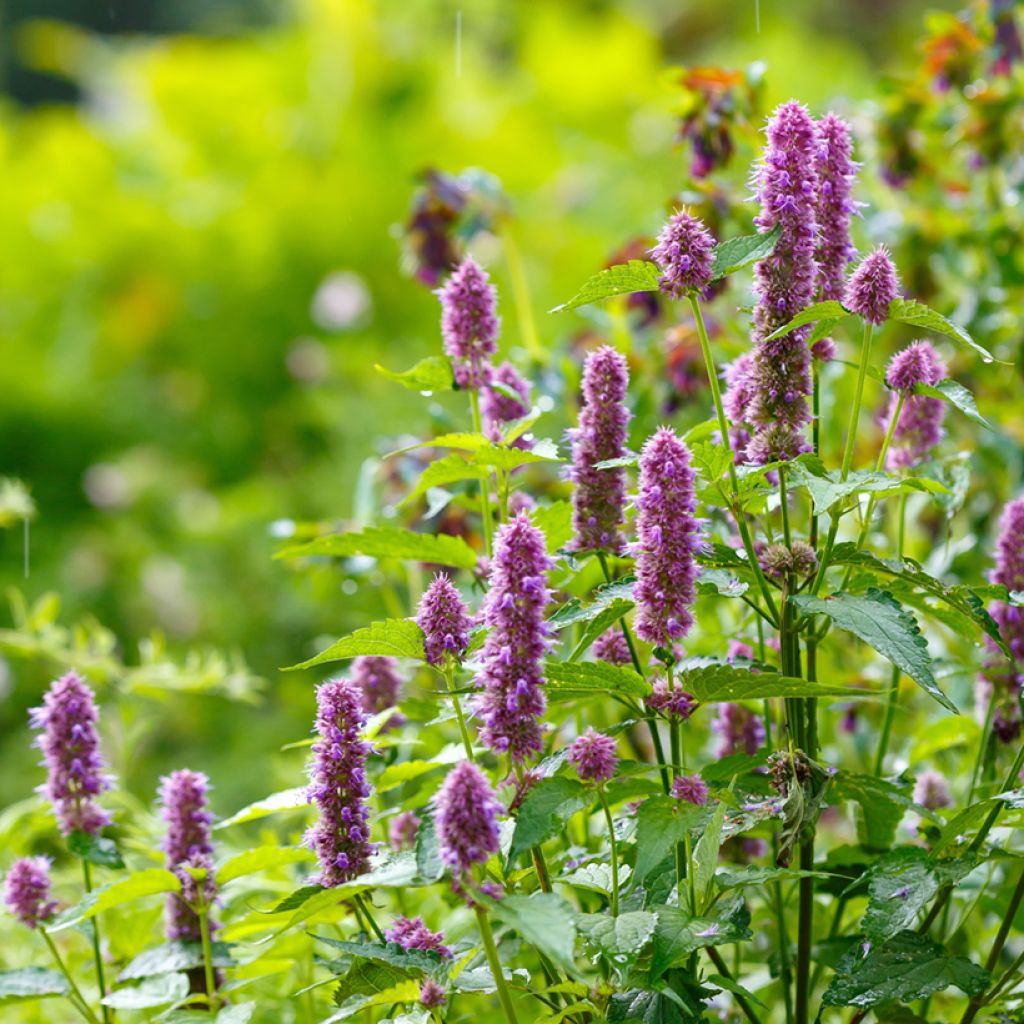 Agastache Arcado Pink em sementes