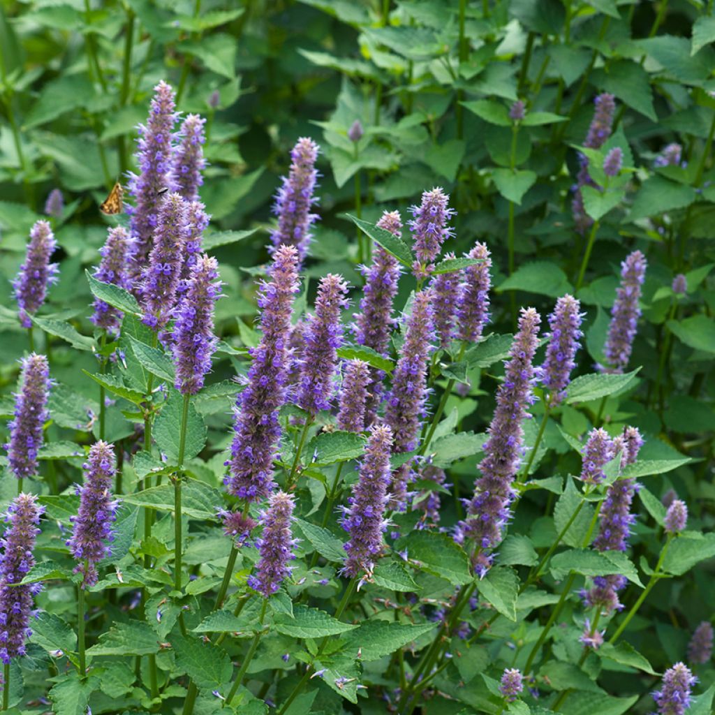 Agastache foeniculum em sementes