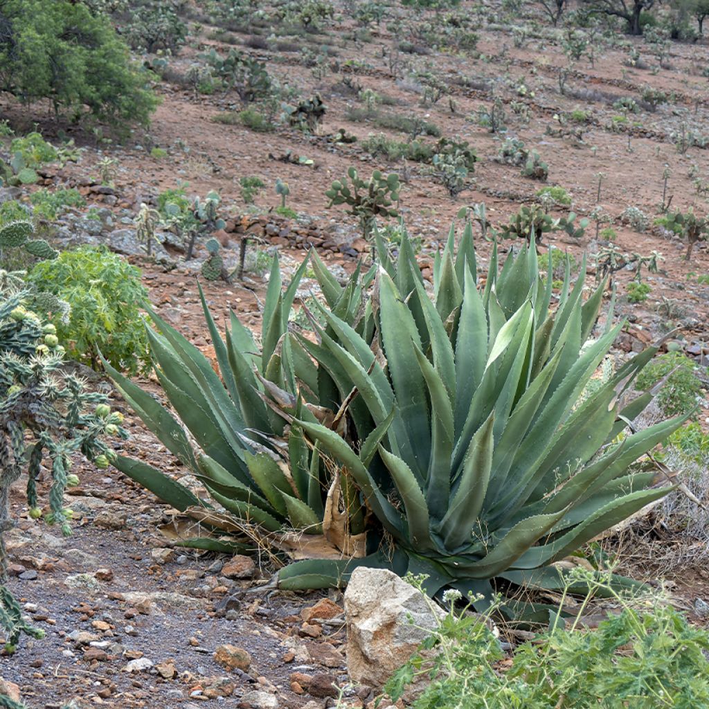 Agave salmiana em sementes