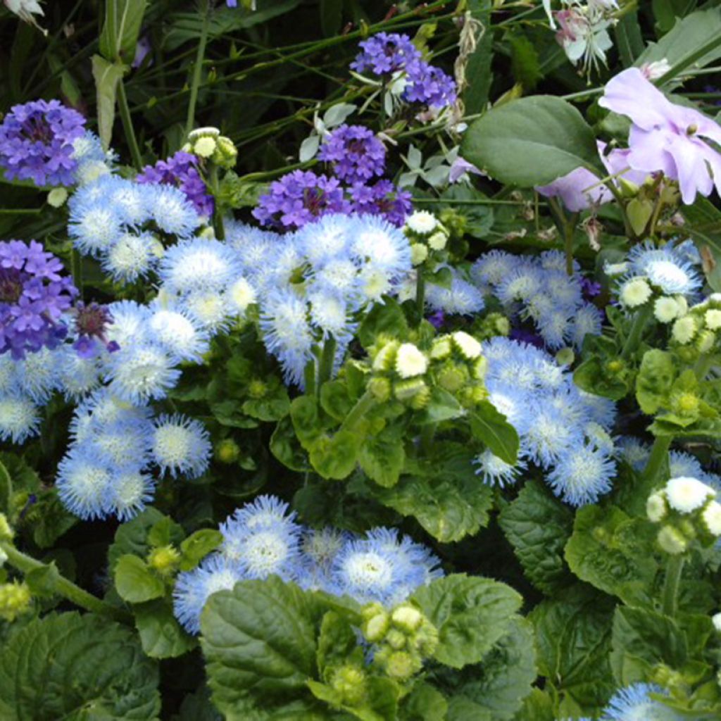 Ageratum Bavaria em sementes