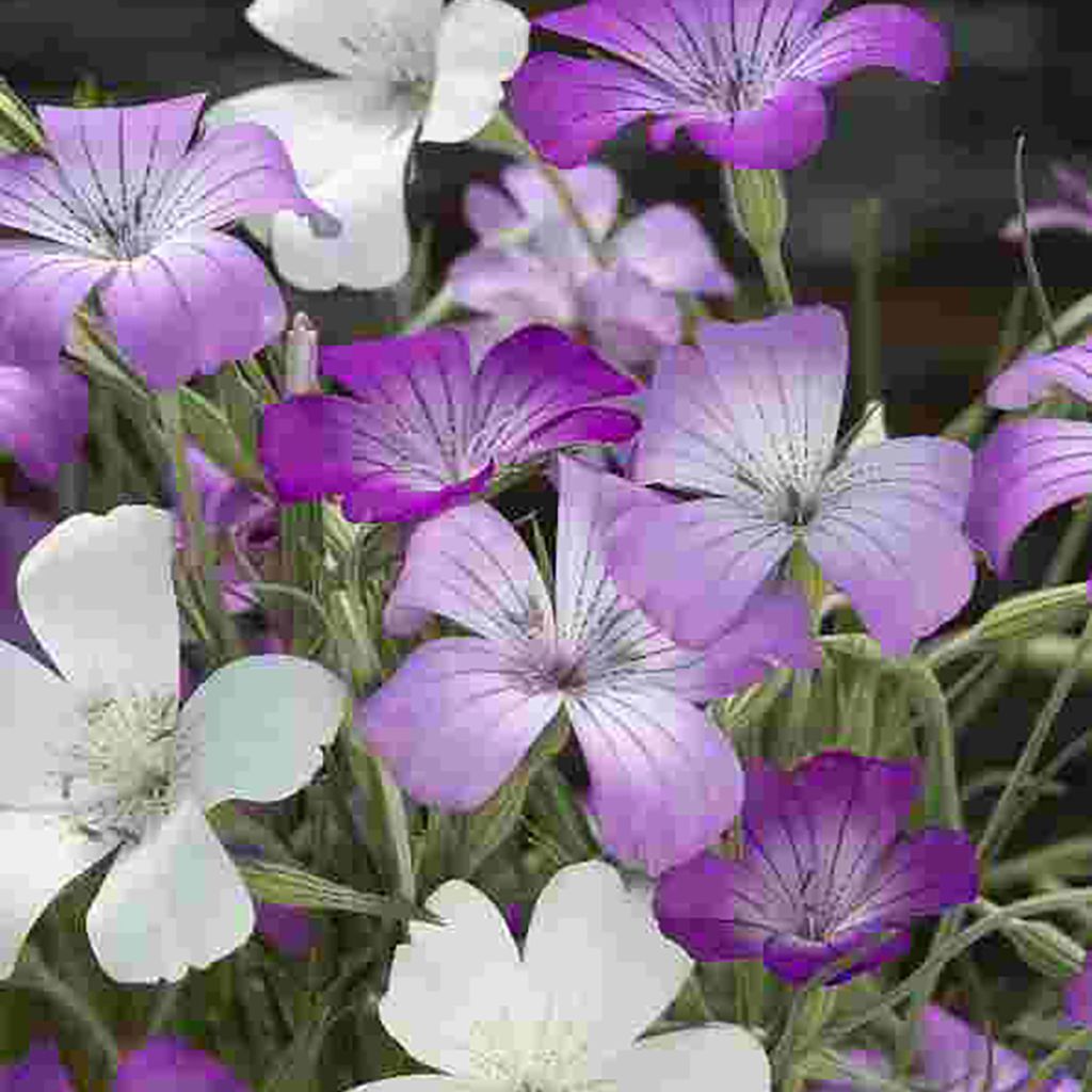 Agrostemma githago Queen Mix em sementes - Niela-dos-trigos