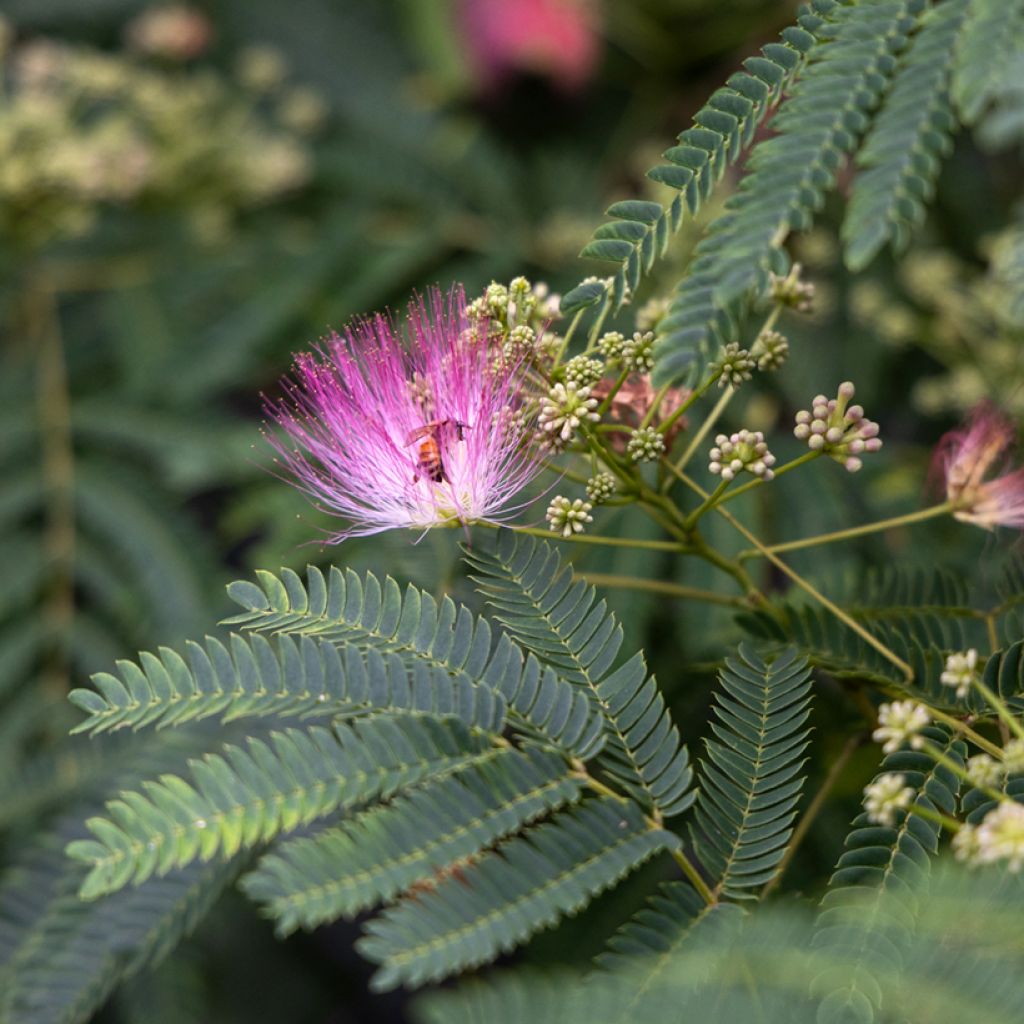 Albizia julibrissin em sementes