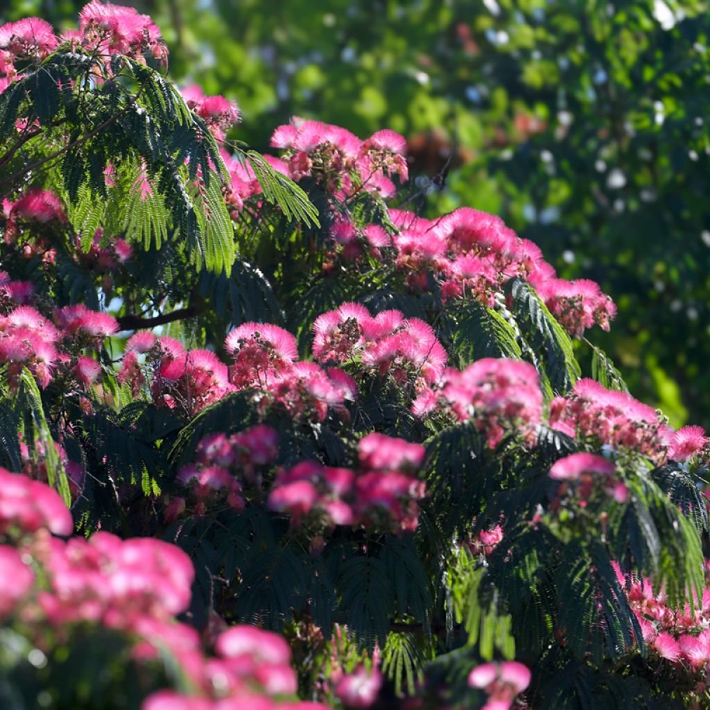 Albizia julibrissin em sementes