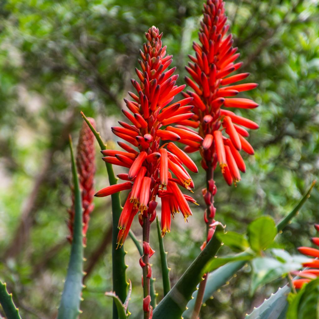 Aloe arborescens em sementes
