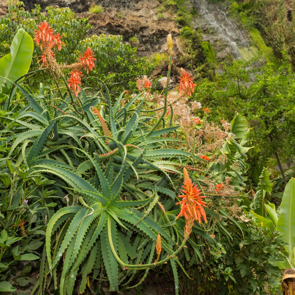 Aloe arborescens em sementes
