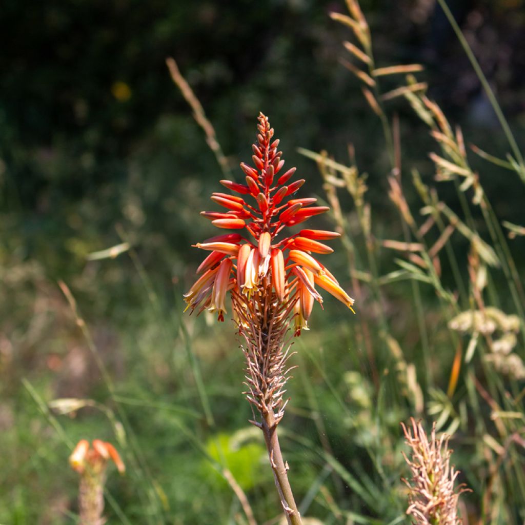 Aloe arborescens em sementes