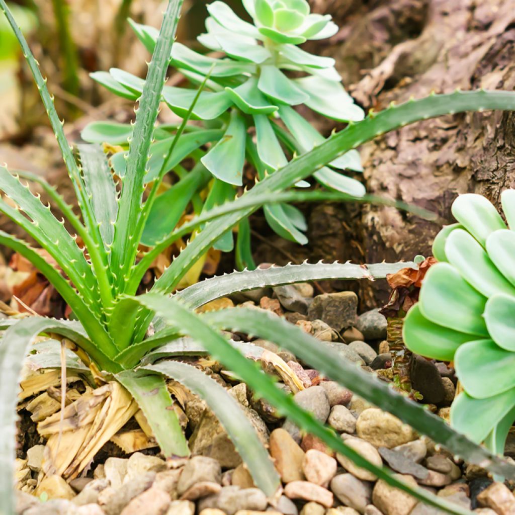 Aloe arborescens em sementes