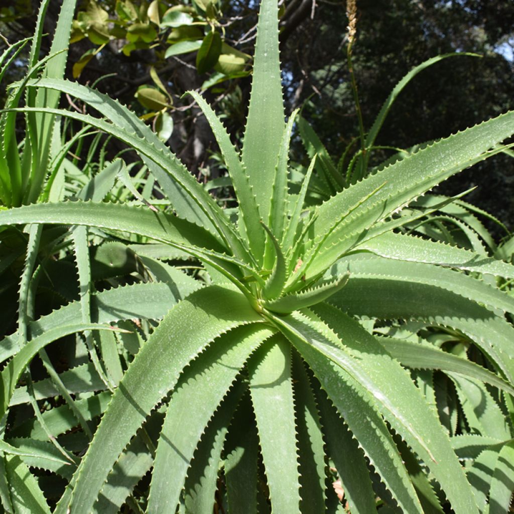 Aloe arborescens em sementes