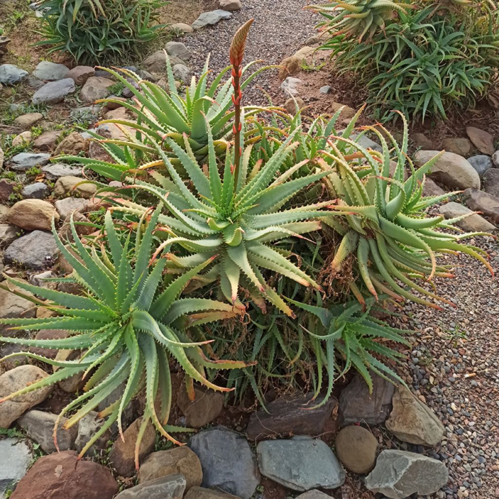Aloe arborescens em sementes