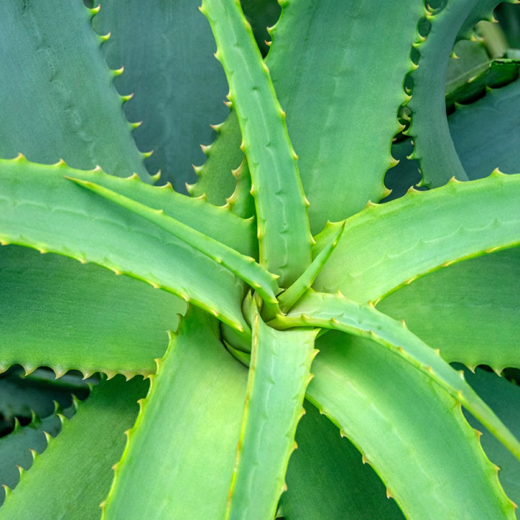 Aloe arborescens em sementes