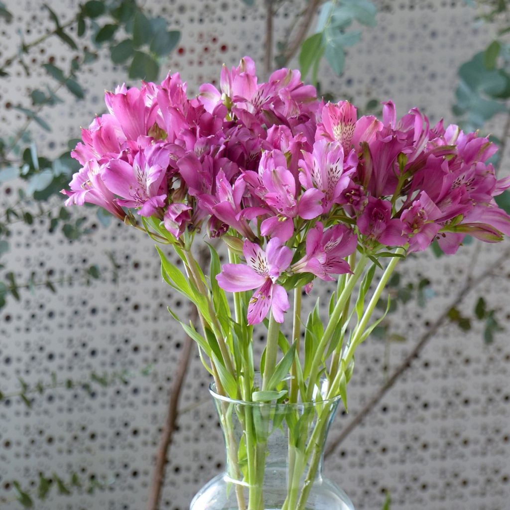 Alstroemeria Devotion em sementes