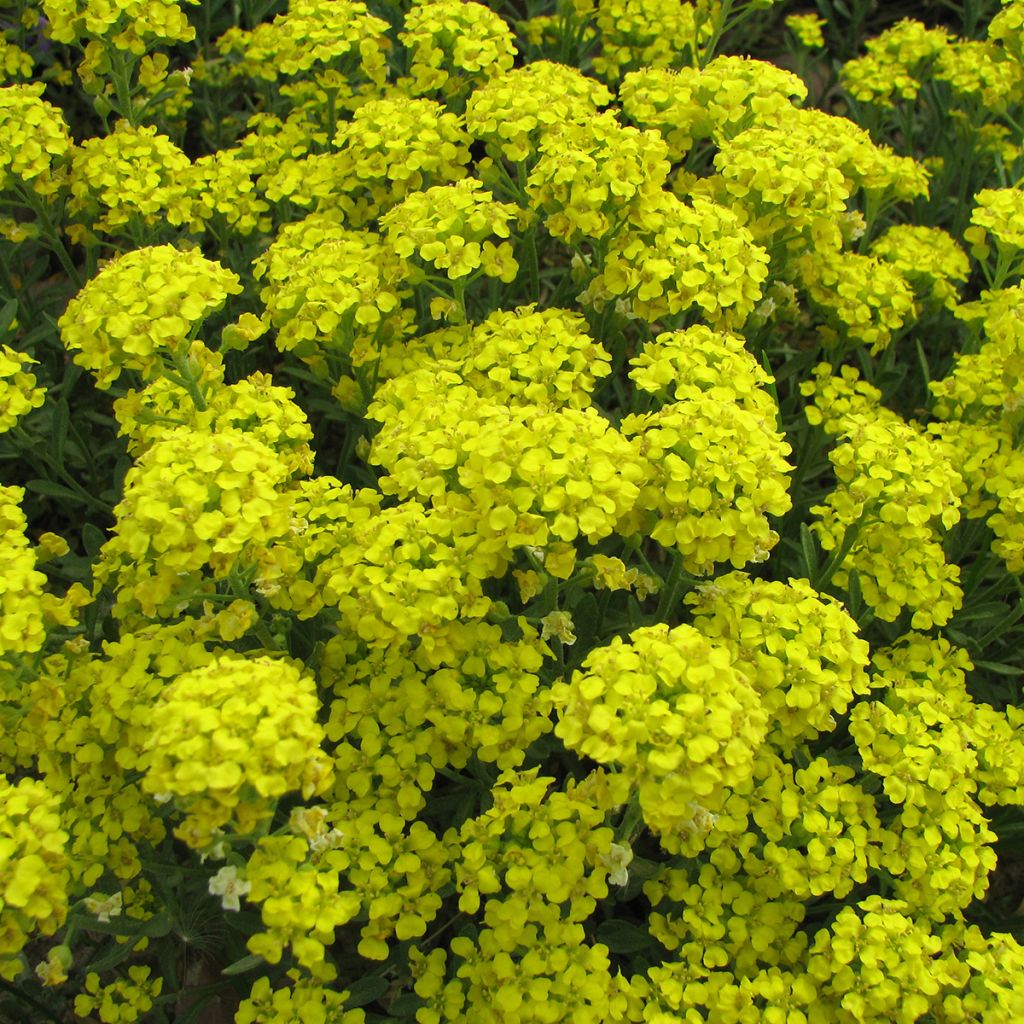 Alyssum montanum Mountain Gold em sementes - Cesto-de-ouro