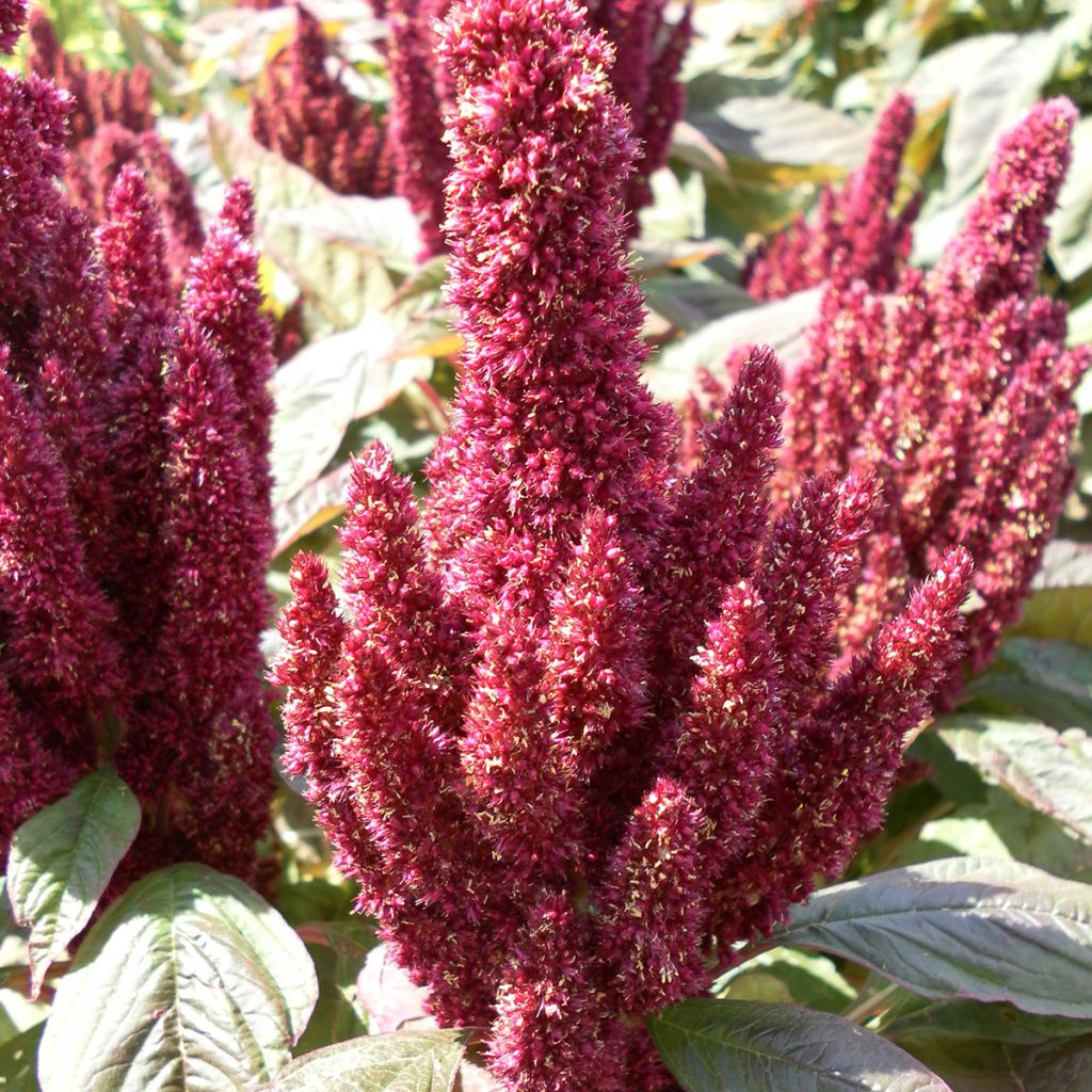 Amaranthus Pygmy Torch em sementes - Amaranto