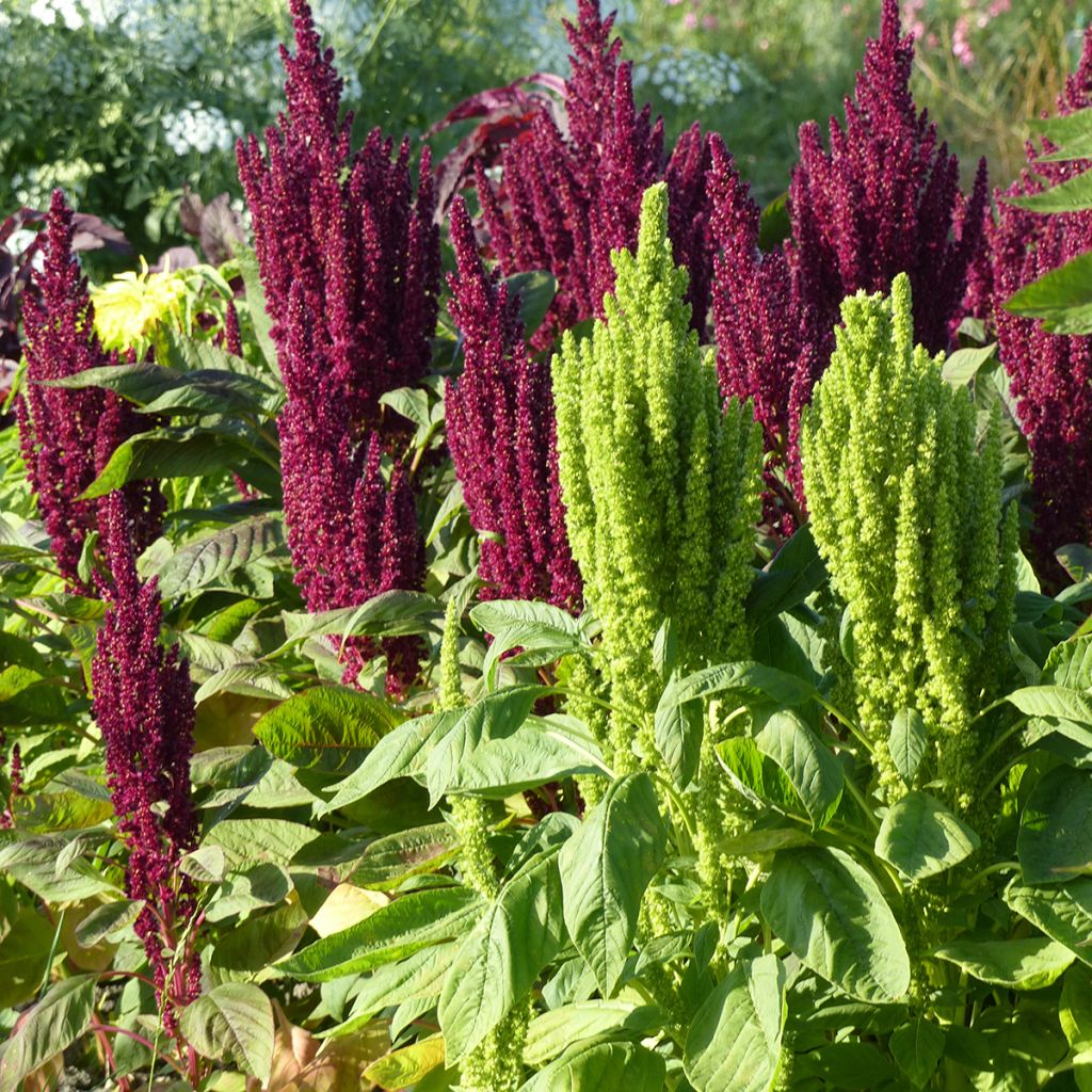 Amaranthus Pygmy Torch em sementes - Amaranto