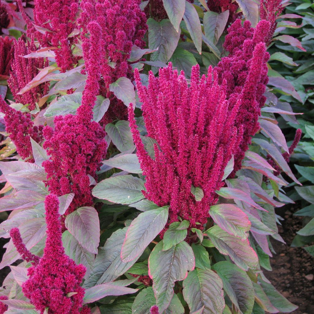 Amaranthus cruentus Red Cathedral (Dôme Vermelho) em sementes