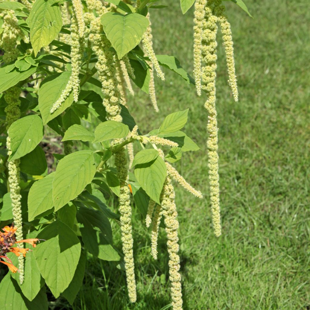 Amaranthus caudatus Green Cascade em sementes