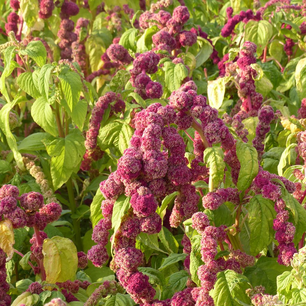 Amaranthus caudatus Mira em sementes