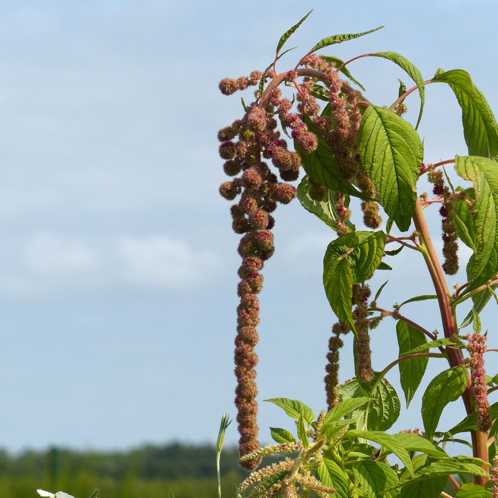 Amaranthus caudatus Mira em sementes