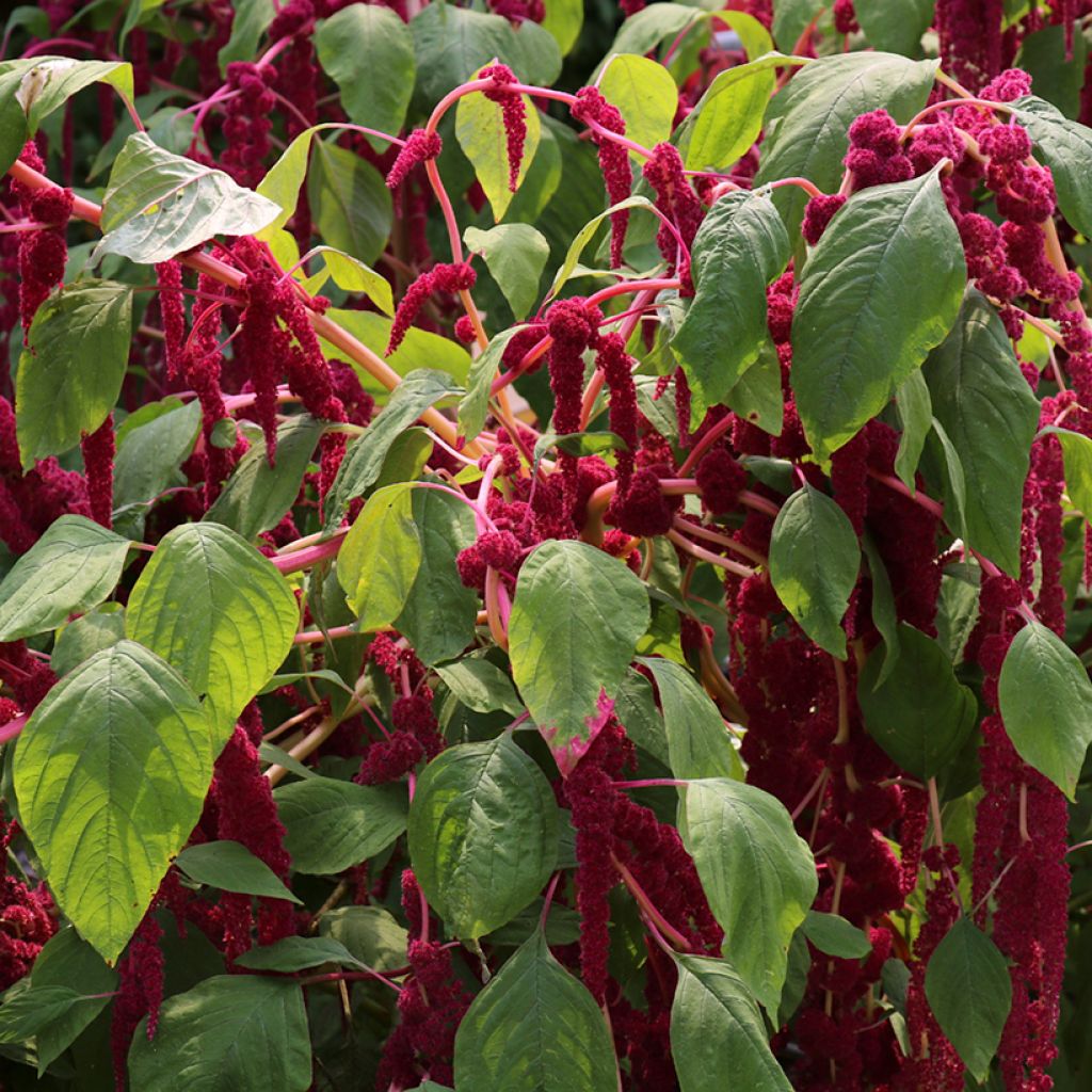 Amaranthus caudatus Red Cascade em sementes