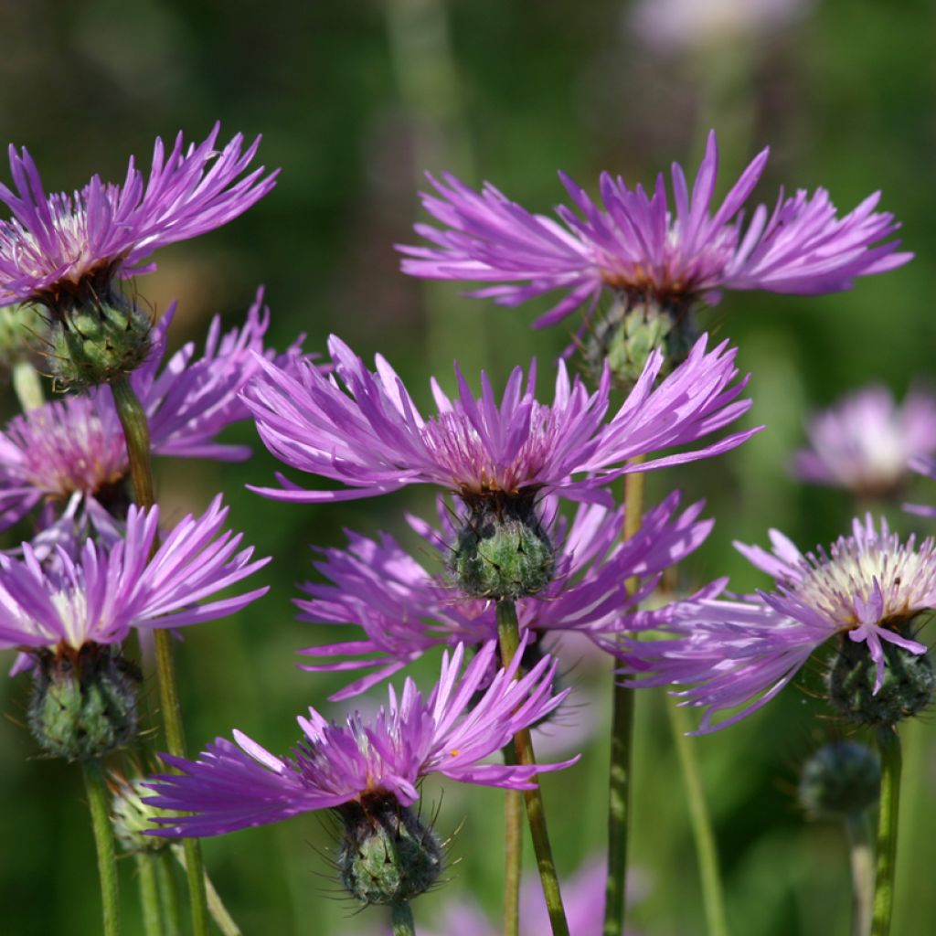 Amberboa muricata em sementes