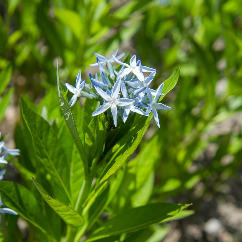 Amsonia tabernaemontana em sementes