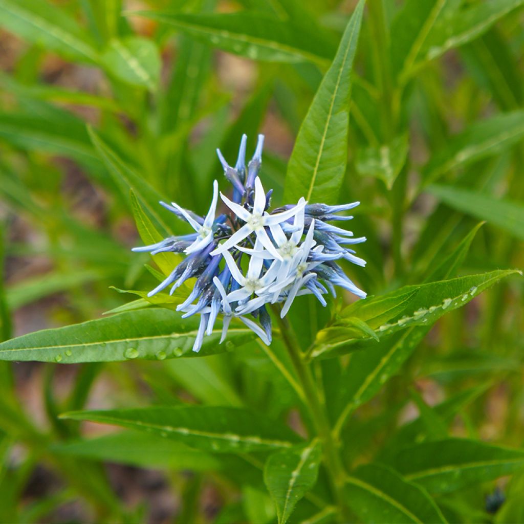 Amsonia tabernaemontana em sementes