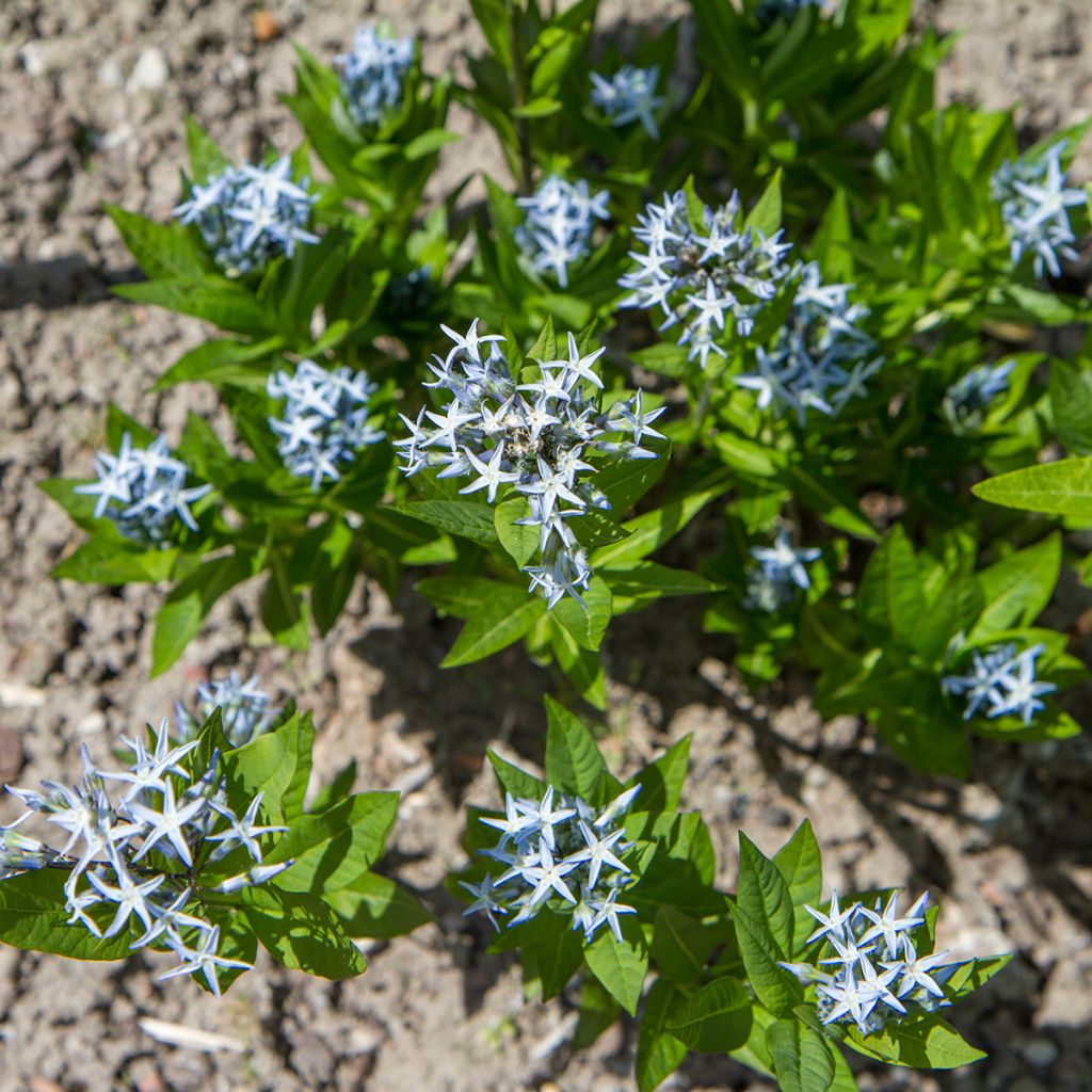 Amsonia tabernaemontana em sementes