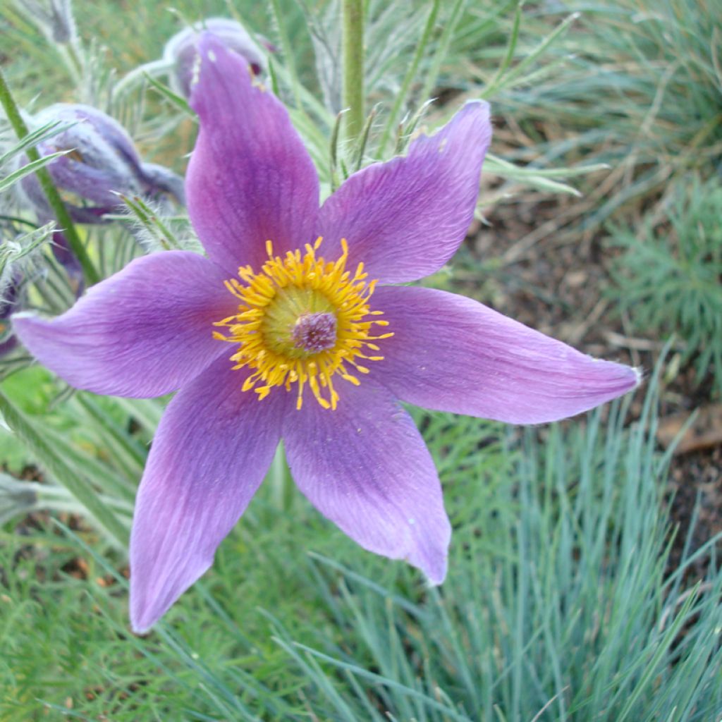 Pulsatilla vulgaris em sementes