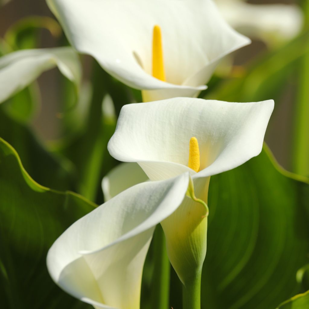 Zantedeschia aethiopica em sementes