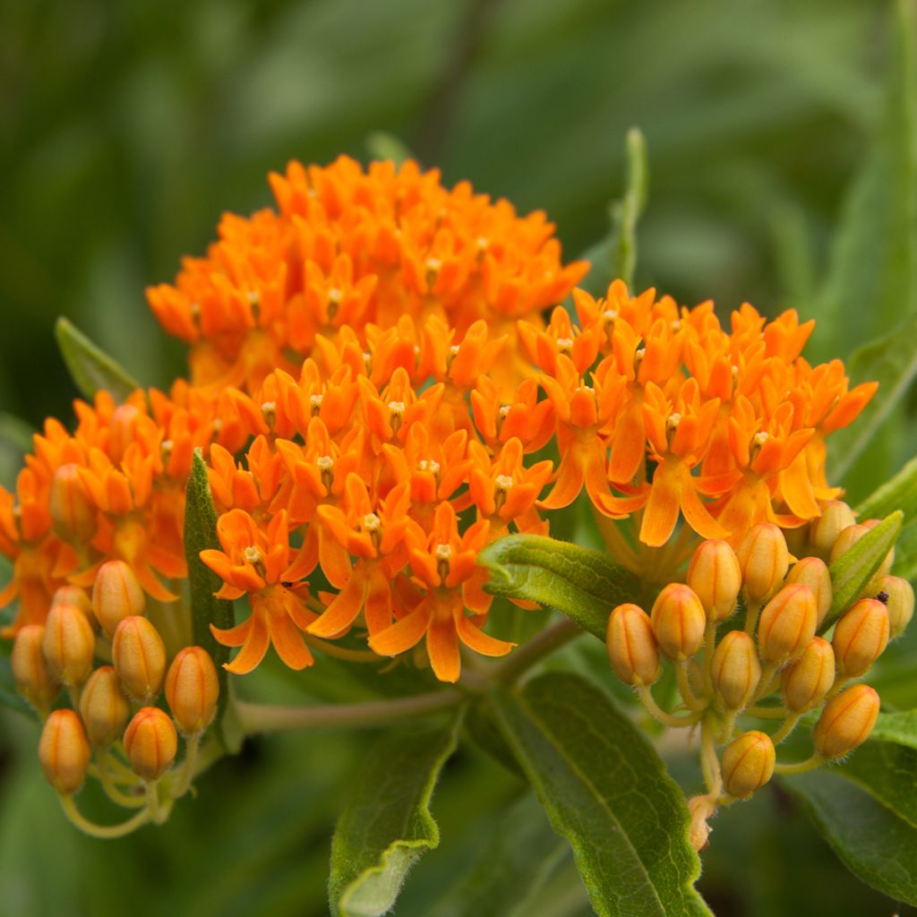 Asclepias tuberosa em sementes