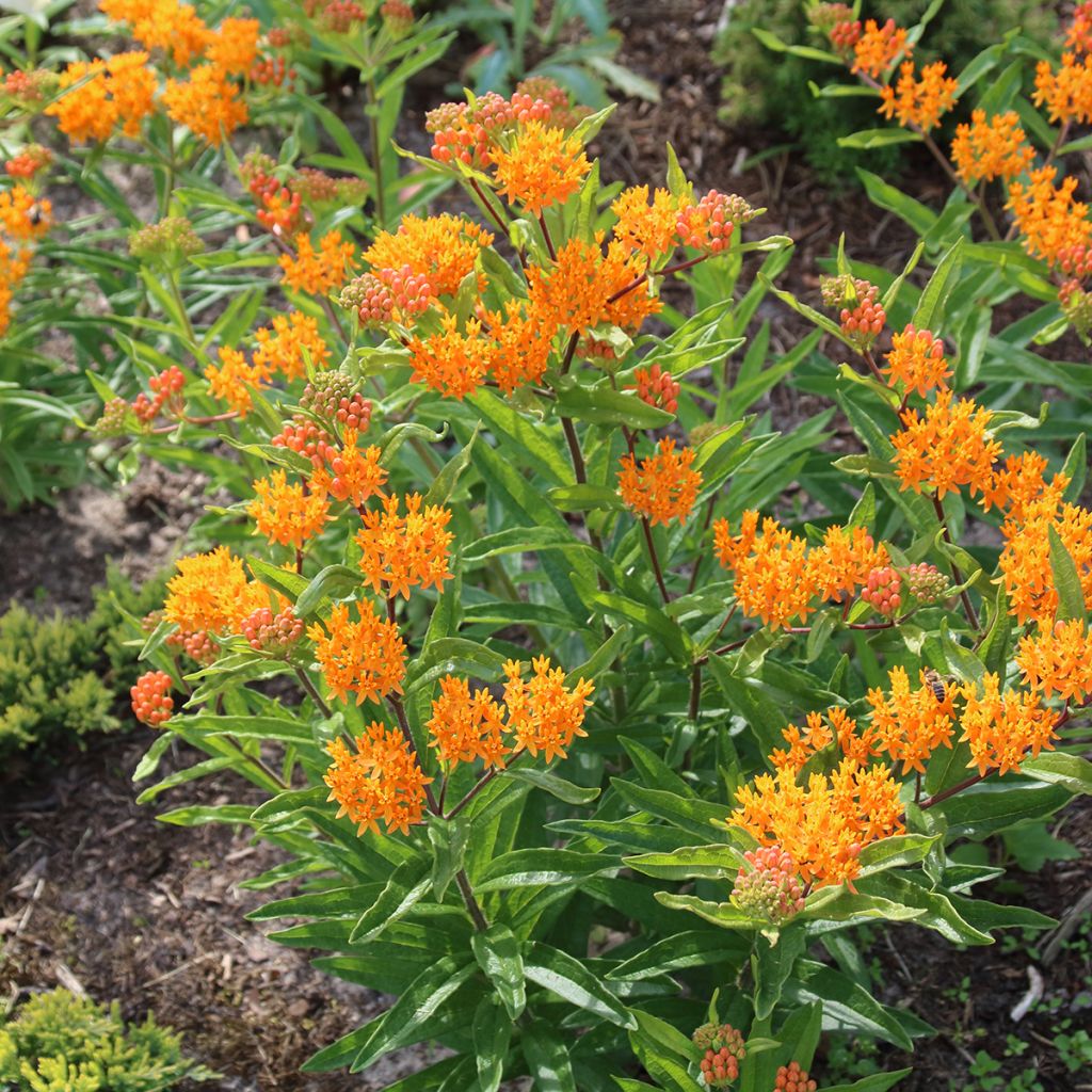 Asclepias tuberosa em sementes