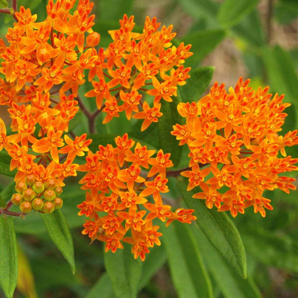 Asclepias tuberosa em sementes