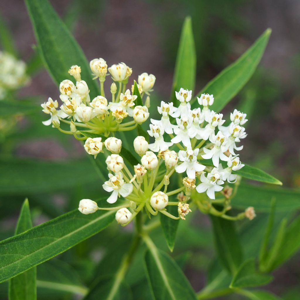 Asclepias incarnata Branco em sementes