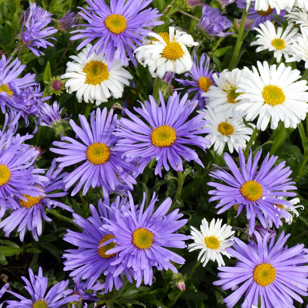 Sementes de Aster Alpino