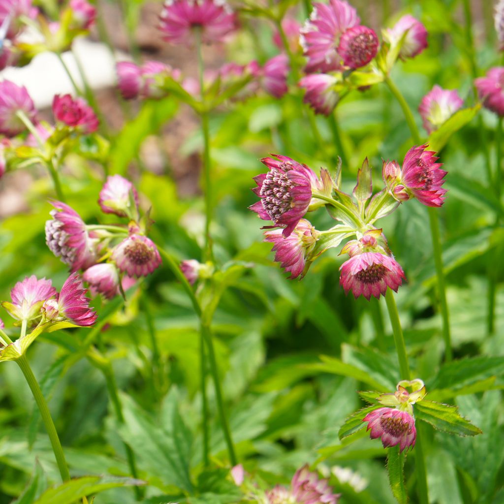 Astrantia major Ruby Cloud em sementes
