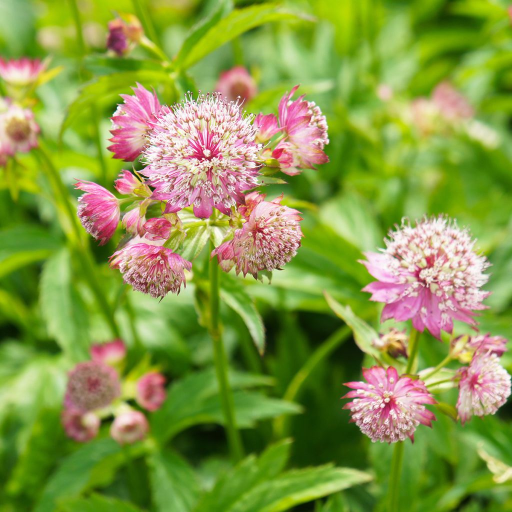 Astrantia major Ruby Cloud em sementes