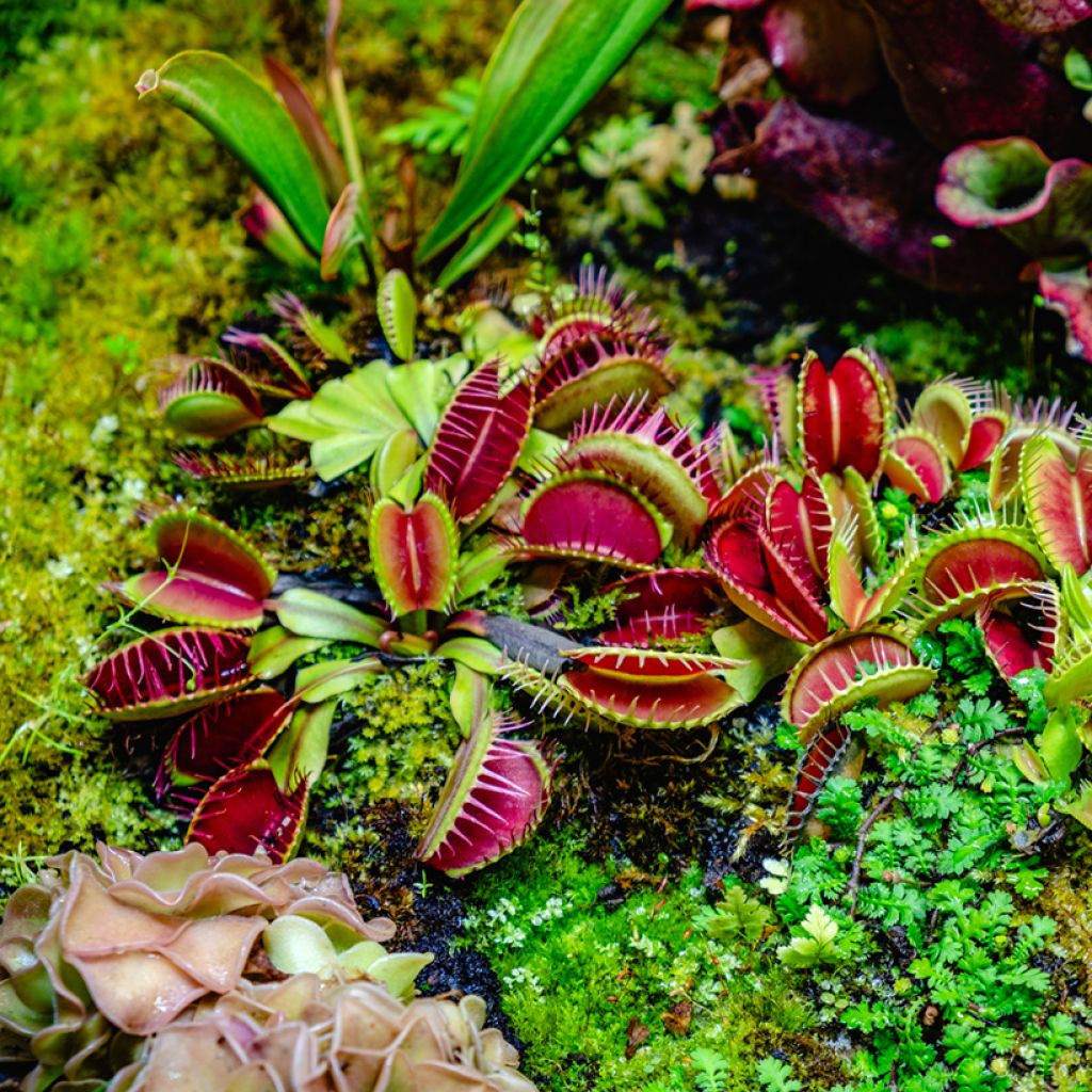 Dionaea muscipula em sementes