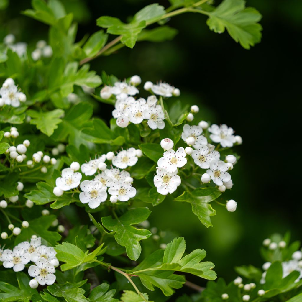 Crataegus monogyna em sementes