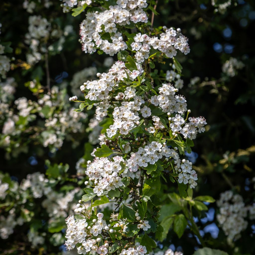 Crataegus monogyna em sementes