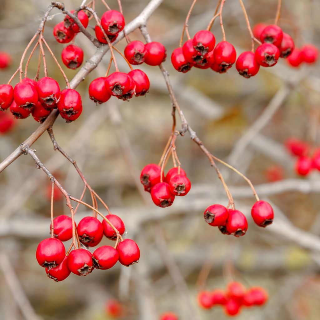 Crataegus monogyna em sementes