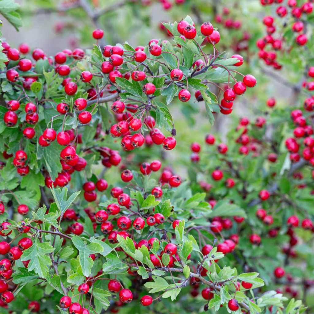Crataegus monogyna em sementes