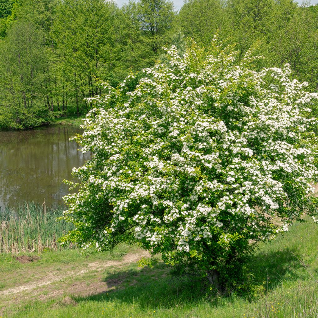 Crataegus monogyna em sementes